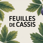 Bienfaits des feuilles de cassis avec plante de cassis