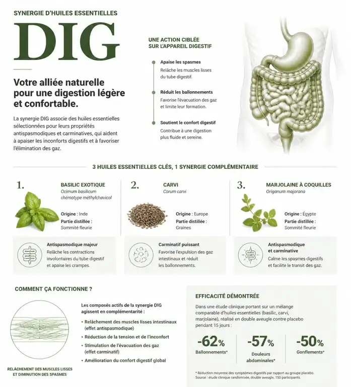 Infographie des bienfaits de l'huile essentielle DIG pour le confort digestif et les ballonnements