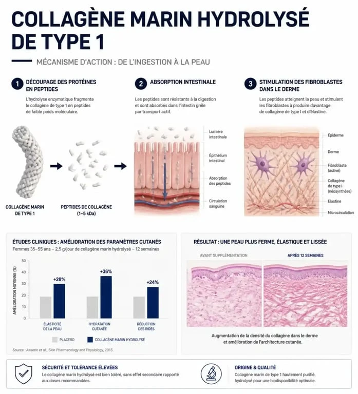 Infographie explicative sur le mécanisme d'action et les bénéfices du collagène marin hydrolysé de type 1 sur la peau et les articulations