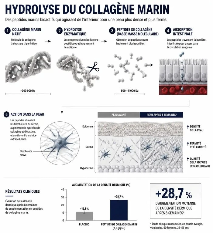 Schéma scientifique du mécanisme d'action du collagène marin en gélules sur la peau