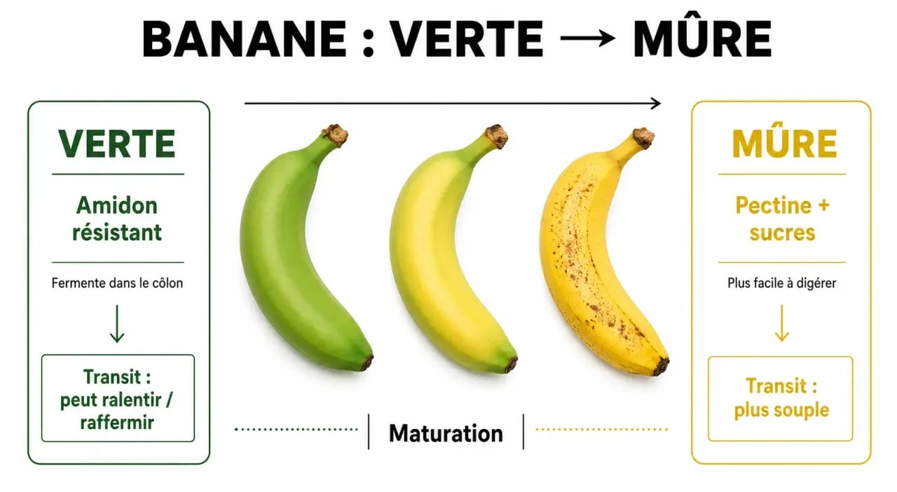 Infographie sur l'effet de la maturité de la banane sur la constipation et le transit intestinal
